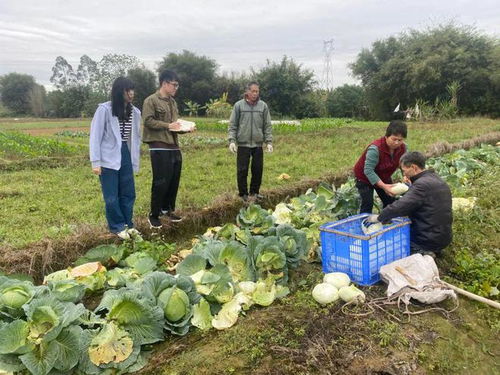 下沉監督護春耕，夯實設施促豐收——以高質量農業基礎設施建設護航春耕生產