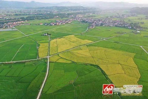 懷化24小時 城市建設調研、助學政策與農業托管服務動態